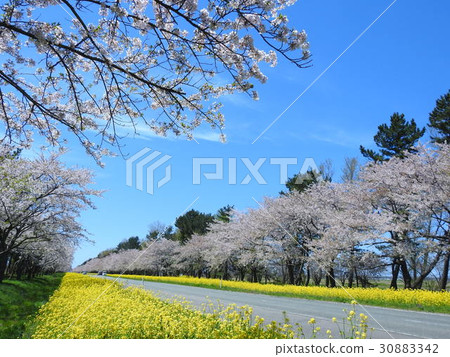 Cherry blossoms of Ohgata village Nanohana Road Cherry blossoms of Ohgata village Nanohana Road 30883342