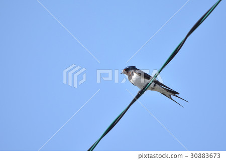 Swallow blue sky Swallow blue sky 30883673