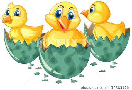 Three little chicks hatching eggs Three little chicks hatching eggs 30883976