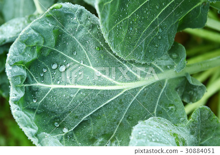 Organic vegetables in the garden 30884051