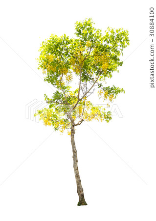 Golden shower or Cassia fistula isolated on white Golden shower or Cassia fistula isolated on white 30884100