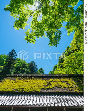 A fresh green and a moss roof 30884167