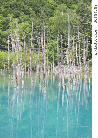 北海道美瑛町的白金藍池包裹著清新的綠色,散發著美妙的景象 北海道美瑛町的白金藍池包裹著清新的綠色,散發著美妙的景象 30884188