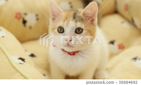 Cute kittens 30884692