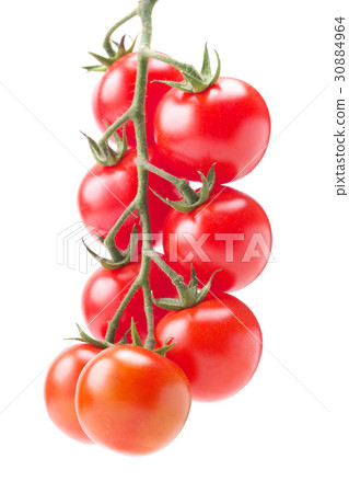 Midi Tomato Take A Bunch From Kumamoto Stock Photo