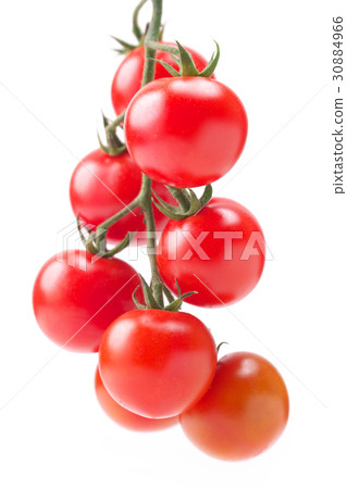 Midi Tomato  - 一堆（來自熊本縣） 30884966