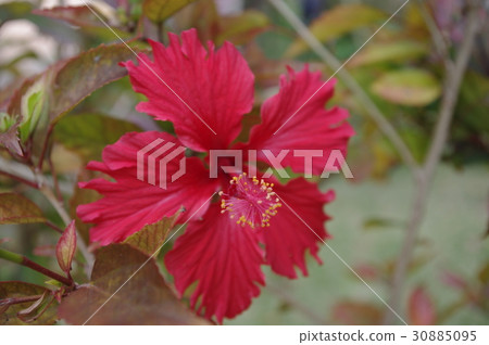 Hibiscus Hibiscus 30885095
