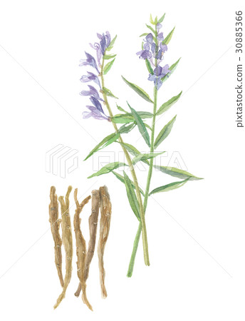 Kokane-na-na的花和根 Kokane-na-na的花和根 30885366