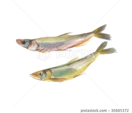 兒童shishamo 兒童shishamo 30885372