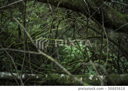 Deep jungle with green moss  30885618