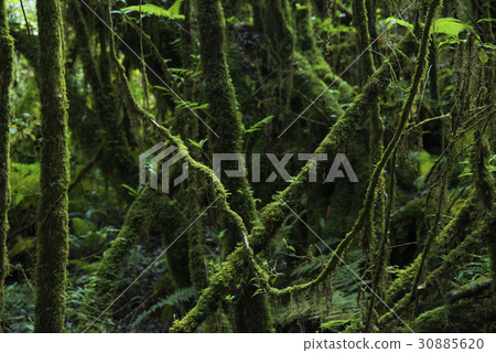 Green moss forest 30885620