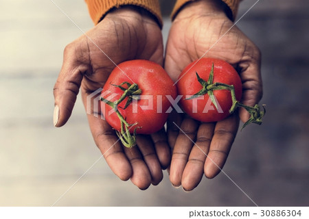 Hand holding tomato nature product 30886304