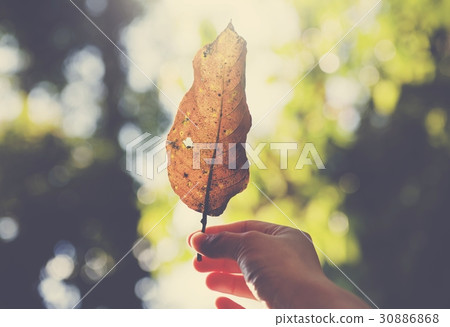 Hand Hold Leaf Beautiful Nature 30886868