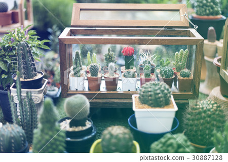 many houseplants collection for home decorative many houseplants collection for home decorative 30887128