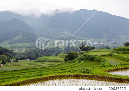 Spring rice terrace 30887725