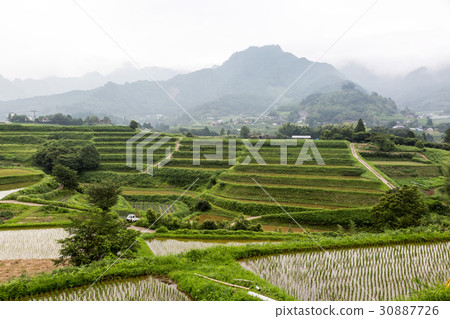 Spring rice terrace 30887726
