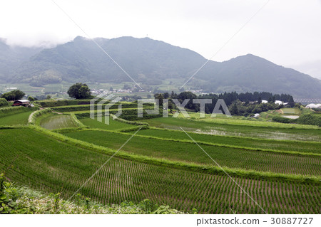 Spring rice terrace 30887727