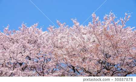Sakura 16: 9 Sakura 16: 9 30887878