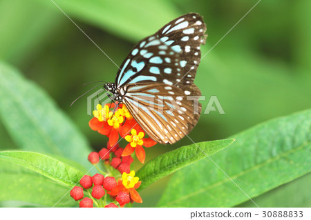 淡紋青斑蝶 30888833