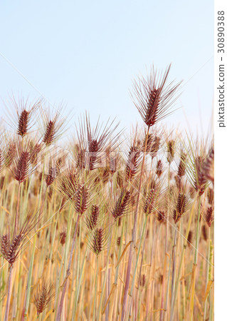 Gobuto vertical diagonal 30890388