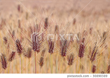 No copying space from the side of the rice cake 30890389