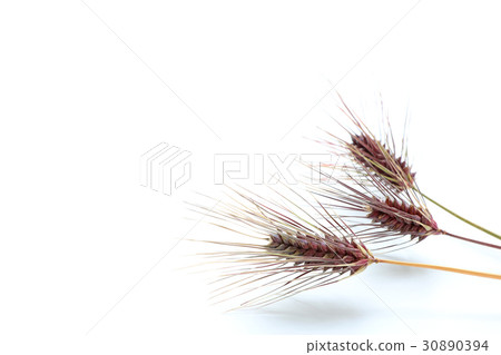 小麥白背三面 30890394