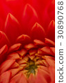 Dahlia 30890768