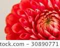 Dahlia 30890771
