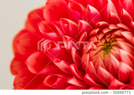 Dahlia 30890771