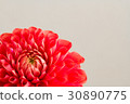 Dahlia 30890775