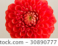 Dahlia 30890777