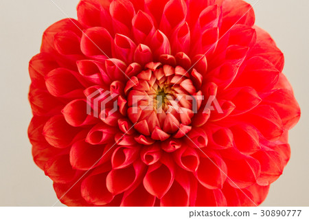 Dahlia 30890777