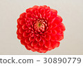 Dahlia 30890779