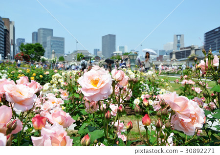 大阪Nakanoshima玫瑰園的風景 30892271