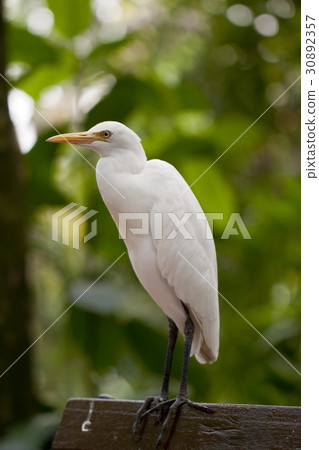 A bird on the bench. A bird on the bench. 30892357