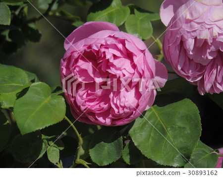 Barrara Charles Rennie Mackintosh 30893162