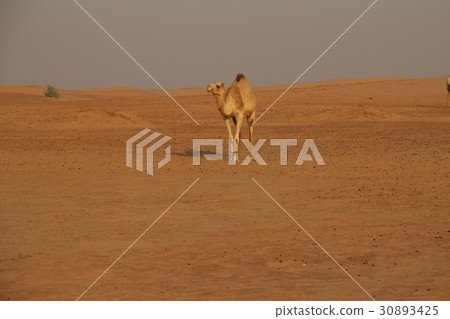 Dubai Middle East United Arab Emirates Camel Desert 30893425
