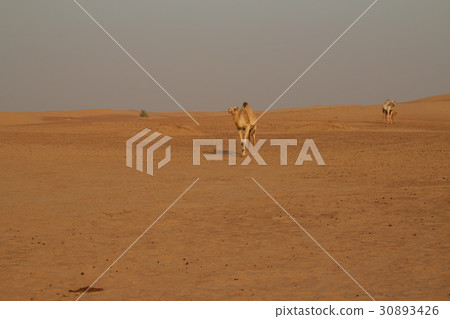 Dubai Middle East United Arab Emirates Camel Desert 30893426
