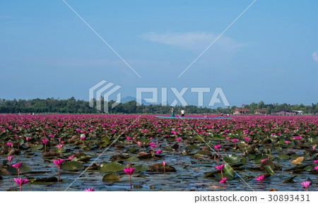 Sea of blooming pink lotus at wetland Phatthalung. 30893431