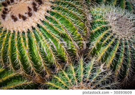 Close up of cactuses 30893609