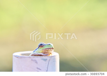 看起來像在露天浴池洗澡的日本樹蛙 看起來像在露天浴池洗澡的日本樹蛙 30893704