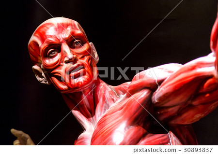 human muscles anatomy model on black human muscles anatomy model on black 30893837