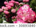 杜鵑 30893840