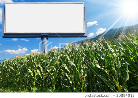 Empty Billboard in a Corn Field 30894012