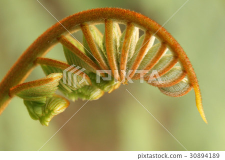 Abstract soft blurred and soft focus treetop of Pe 30894189