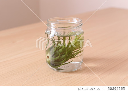空氣植物浸泡 空氣植物浸泡 30894265