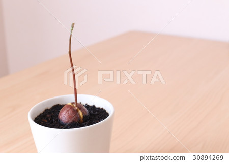 Germination of avocado seeds 30894269