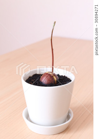 Germination of avocado seeds 30894271