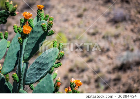 Cactus and mountains Cactus and mountains 30894454