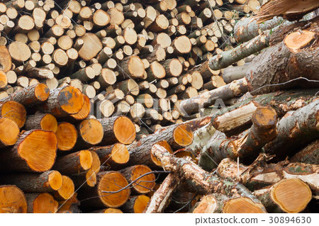 Stacked timber in a dutch forrest 30894630